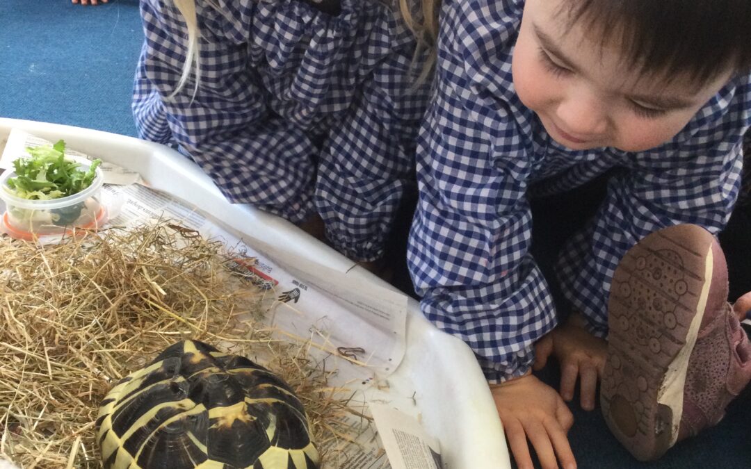 Learning about animals in the Nursery