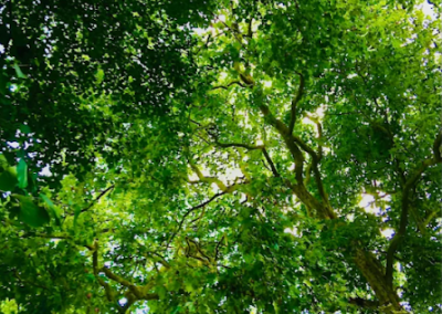 A photo fo a green tree canopy.